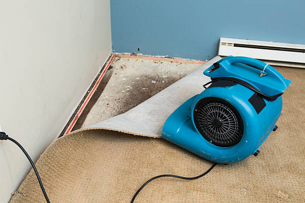 Best Mold removal after water damage  in Montclair State University, NJ